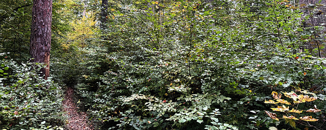 otoño