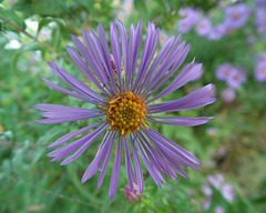 aster de la Nouvelle-Angleterre / New-England aster