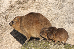 Es war einmal ... eine Klippschlieferfamilie - 2009 (Wilhelma)