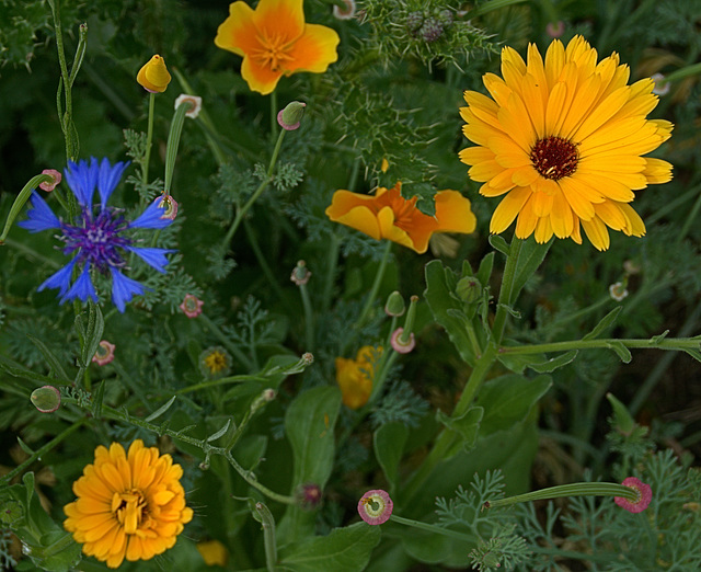 Some of the wonderful wild flower areas that North Tyneside Council are encouraging.