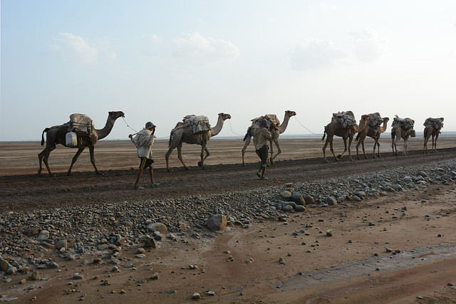 Ethiopia, Danakil Depression, Camel Caravan for the Transportation of Salt Mined in the Karum Salt Marshes