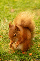 Red Squirrel at breakfast