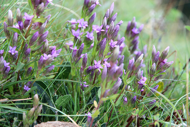 Kranzenzian - Gentianella