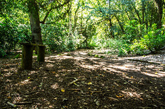 Woodland path (5)