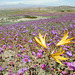 Desierto florido : Atacama (Chili)→→→EXPLORER