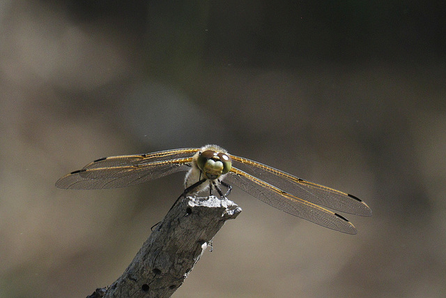 Four-spotted Skimmer