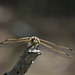 Four-spotted Skimmer