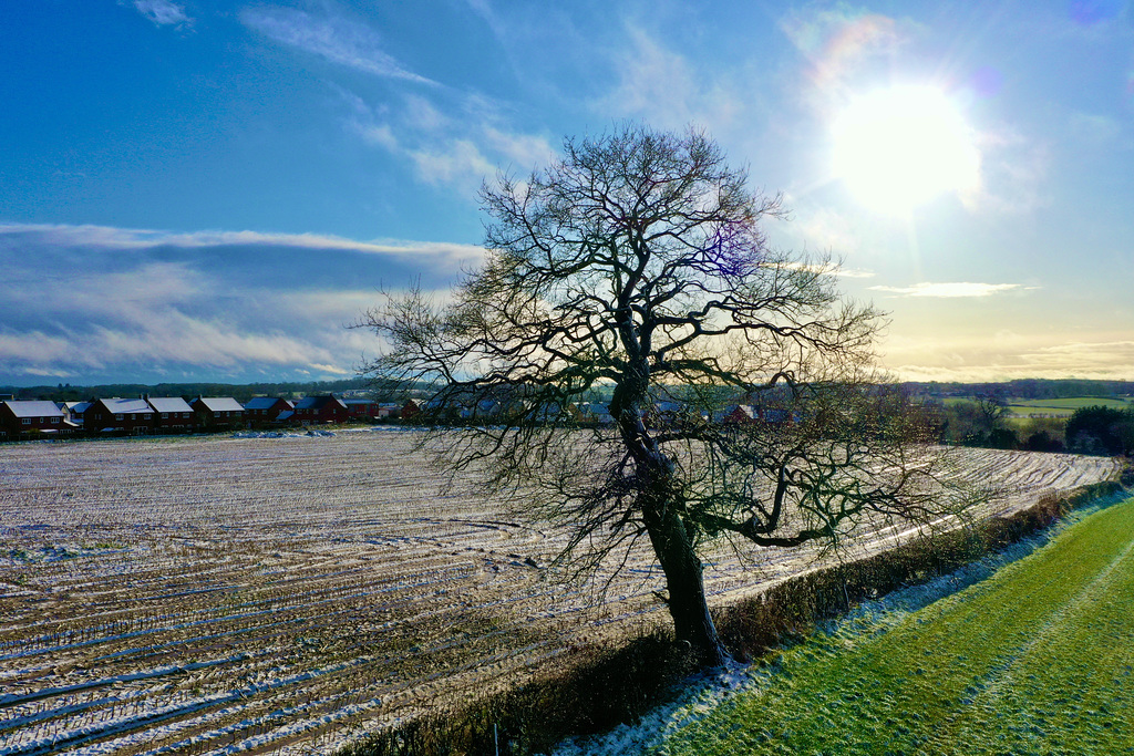 Lone tree