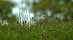 Grasses 1