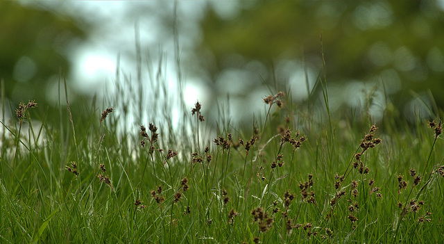 Grasses 1