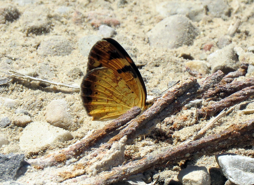 Pearl Crescent (Phyciodes tharos)