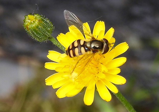 20230622 1071CPw [D~LIP] Kleinköpfiger Pippau (Crepis capillaris), Feldschwebfliege (Metasyrphus corollae) [w], Bad Salzuflen