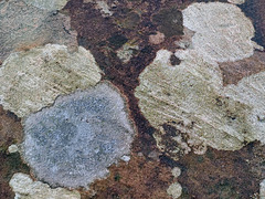 Lichens on a sandstone wall