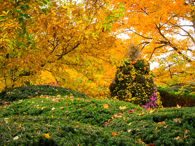 The Autumn Tree