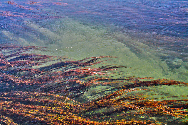 Une sirène au fil de l'eau