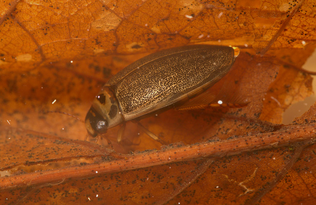 Diving beetle EF7A9378