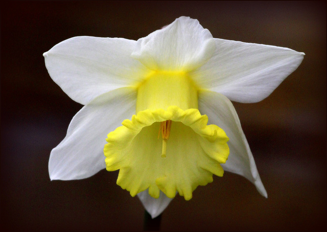 Trompeter l'arrivée du narcisse....