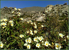 Cistus in the Sierra de La Cabrera