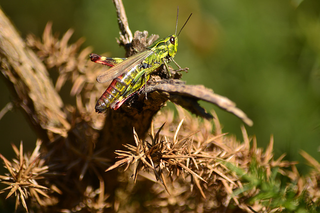 saltamontes verde