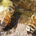 Wildbienen an der Wassertränke