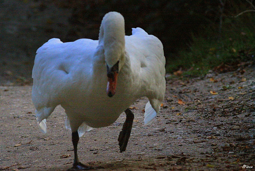 Cygne en colère