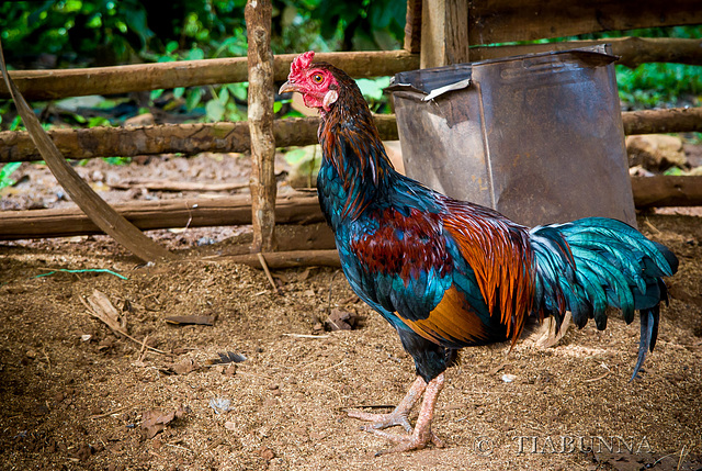 Cock-a-doodle Cock-a-doodle