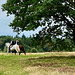 Ritt durch die Lüneburger Heide