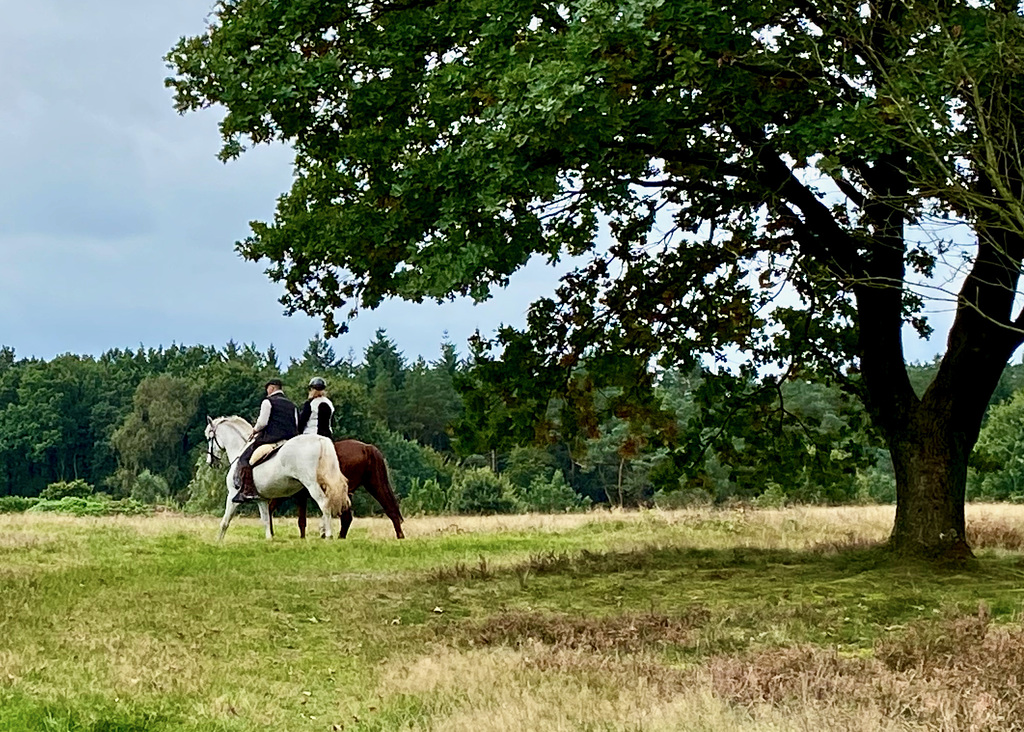 Ritt durch die Lüneburger Heide