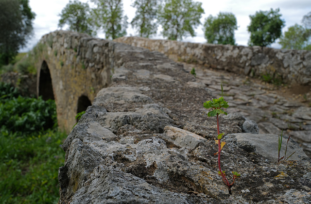 Euphorbia helioscopia, Ponte do Azinhal