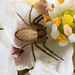 IMG 2960 Crab Spiderv2
