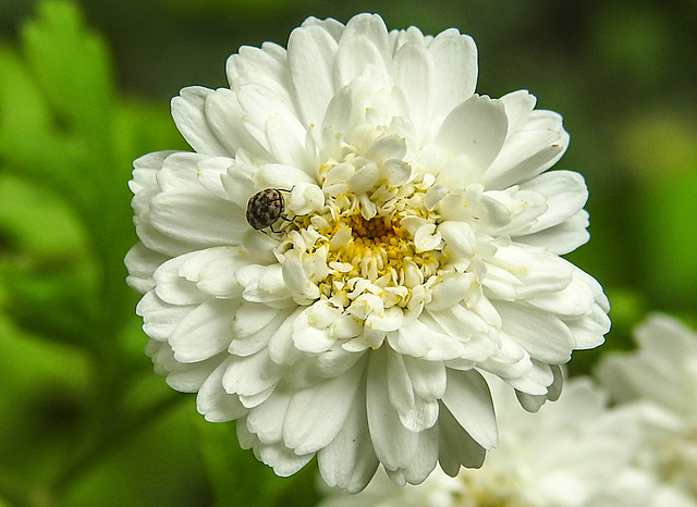 20230622 1072CPw [D~LIP] Mutterkraut (Tanacetum parthenium), Wollkrautblütenkäfer (Anthrenus verbasci), Bad Salzuflen