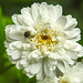 20230622 1072CPw [D~LIP] Mutterkraut (Tanacetum parthenium), Wollkrautblütenkäfer (Anthrenus verbasci), Bad Salzuflen