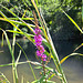 Gewöhnlicher Blutweiderich (Lythrum salicaria)