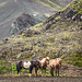 Horse fence