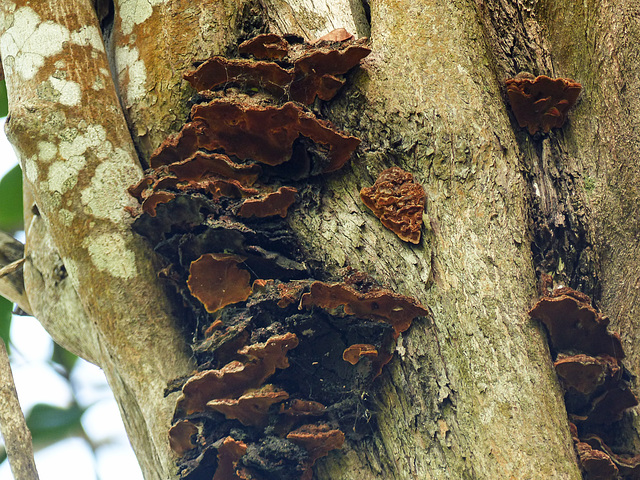 Fungi, Little Tobago trip, Day 3