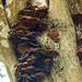 Fungi, Little Tobago trip, Day 3