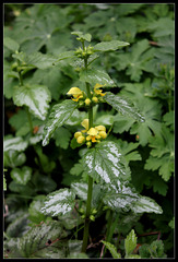 Lamium galeobdolon