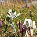 Edelweiss (Pic-inPic) -  Leontopodium alpinum