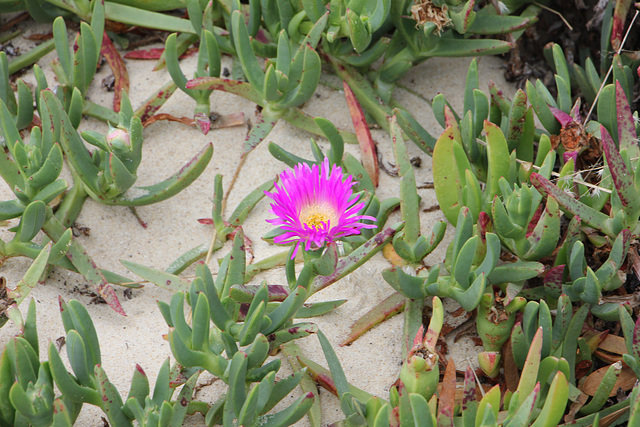 253/366 Dune Pigface