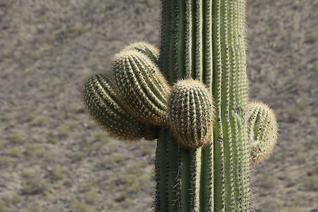 Saguaro Cactus