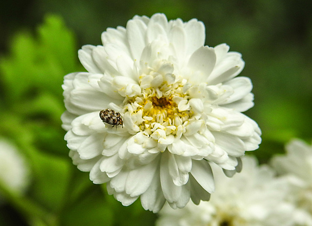 20230622 1073CPw [D~LIP] Mutterkraut (Tanacetum parthenium), Wollkrautblütenkäfer (Anthrenus verbasci), Bad Salzuflen