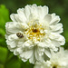 20230622 1073CPw [D~LIP] Mutterkraut (Tanacetum parthenium), Wollkrautblütenkäfer (Anthrenus verbasci), Bad Salzuflen