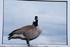 goose, reflected