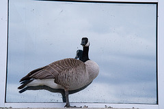 goose, reflected