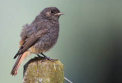 jeune rougequeue (pyrénées)