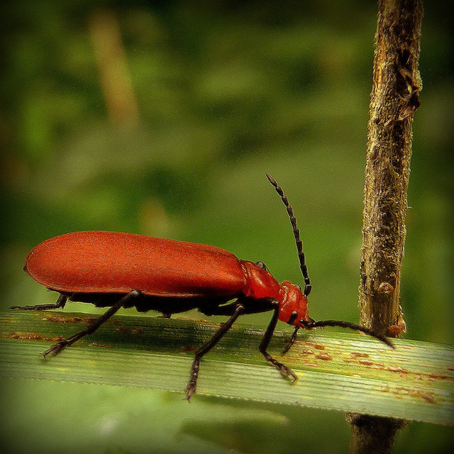 Pyrochroa serraticornis Pyrochroa serraticornis