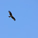 Fischadler über dem Dobbertiner See