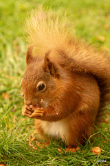 Red Squirrel at breakfast