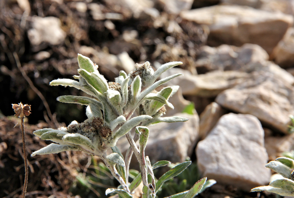 Edelweiss