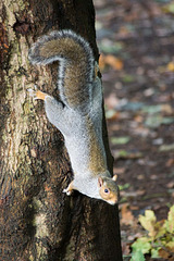 Woodland squirrel